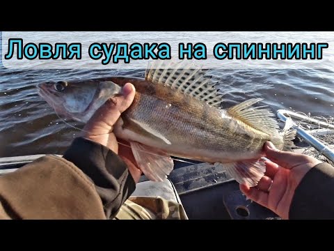 Видео: Рыбалка на Каме. Ловля судака в июне на спиннинг.