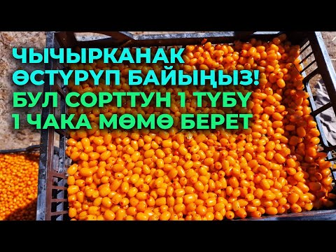 Видео: Бул жапайы чычырканактан 5 эсе чоң. Аябай мөмөлүү сорт
