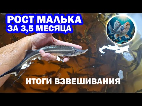 Видео: Впечатляющий рост малька осетра (русского и стерляди) за 3 месяца. Итоги работы УЗВ и взвешивание.