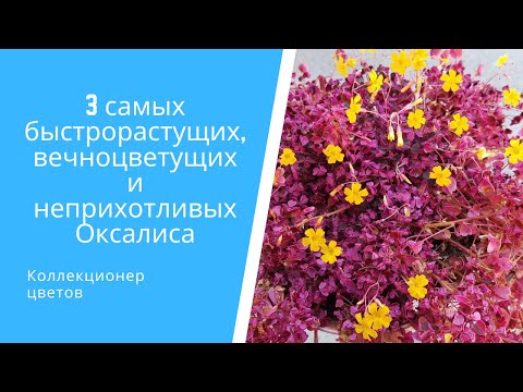 Видео: 3 самых быстрорастущих, вечноцветущих и неприхотливых Оксалиса (Кислицы вулканические)