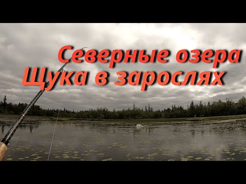 Видео: Рыбалка на щуку в зарослях кувшинки. Разведка щучьих мест.Подводная сьемка.Рыбалка 2021.