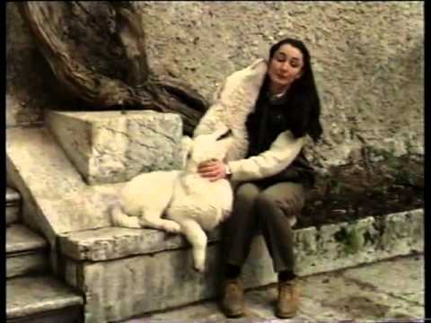 Видео: Cane da pastore maremmano abruzzese   мареммо абруцкая овчарка