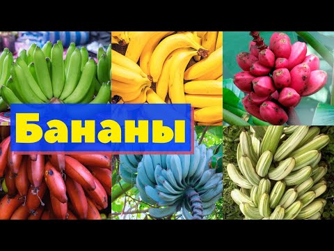 Видео: Бананы | Как это сделано
