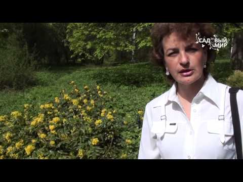 Видео: Кустарники для сада. Магония падуболистная. Сайт "Садовый мир"