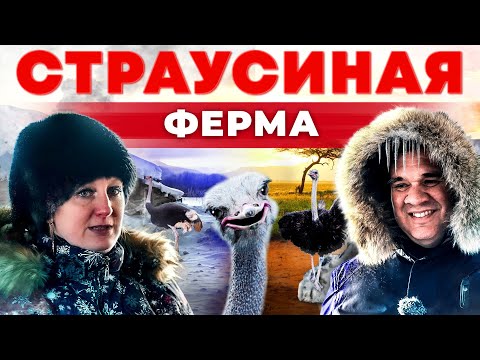 Видео: Выращивать проще коров. Страусиная ферма. Разведение страусов. Андрей Даниленко