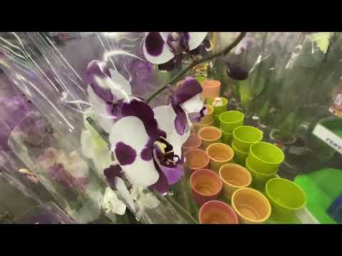 Видео: "ОБИ" КРАСОТКИ ОРХИДЕИЧКИ И НЕ ТОЛЬКО / НОВОГОДНИЕ ТОВАРЫ УДИВИЛИ....ЩЕЛКУНЧИК, НУ КАК ТАК ТО?!!!!!