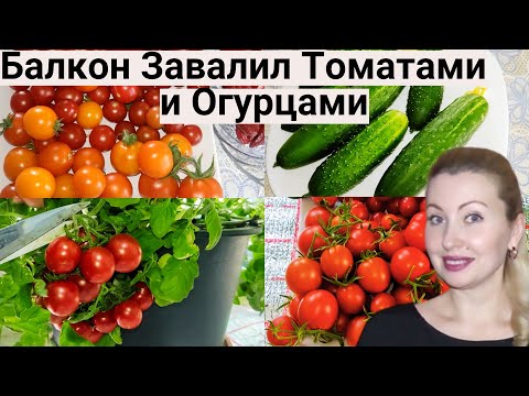 Видео: УРОЖАЯ Помидор и Огурцов Столько, что НЕ УСПЕВАЕМ Съедать! Огород на Балконе 2023.