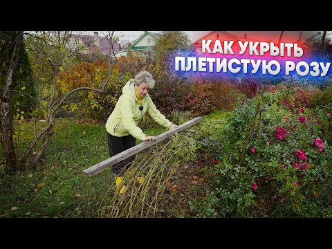 Видео: Как укрыть плетистую розу