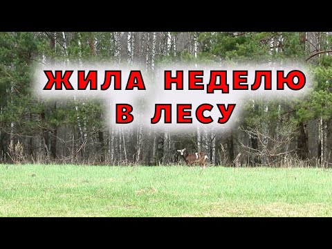 Видео: Стадо в сборе. Нашлась потеряшка