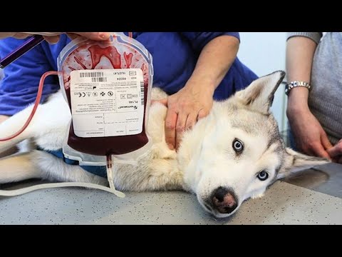 Видео: БАБКА ТРАВИТ ХАСКИ ЯДОМ