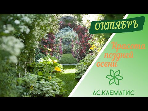 Видео: 🍂🍁КРАСОТА ПОЗДНЕЙ ОСЕНИ🍁🍂 Что сделала, что делаю и что ещё нужно сделать в МОЁМ САДУ!