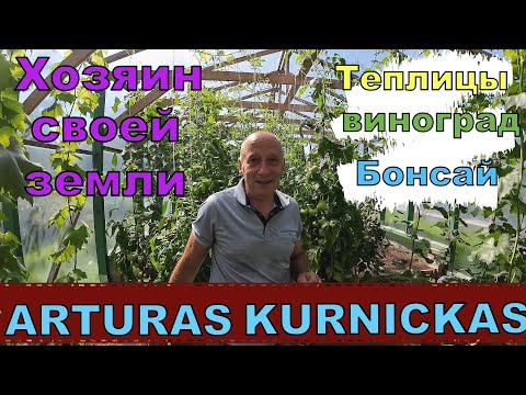 Видео: Виноград. Литва. В гостях у Артураса Курницкаса , деревня Кейджай.Часть 2.