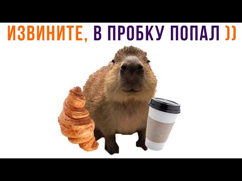 Видео: ТОТ САМЫЙ ОПАЗДУН ))) | Приколы | Мемозг 1303