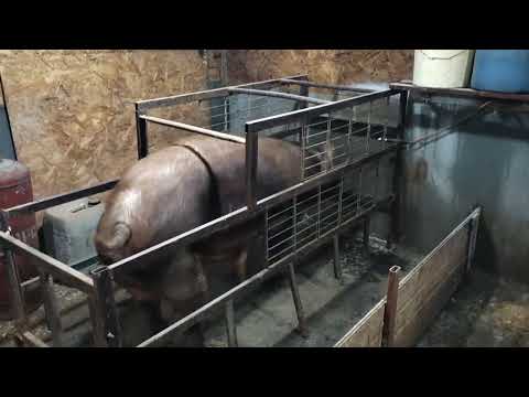 Видео: Свиноводство в лютые морозы ][ Способы обогрева свинарника