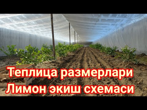 Видео: 27 01 2022 Теплица куриш ва Лимон экиш истагида булганларга Теплица размерами ва лимон экиш схемаси