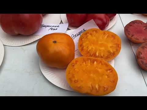 Видео: Презентация сортов томатов коллекции 2021 года. 1 часть