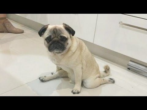 Видео: ЛУЧШИЕ ПРИКОЛЫ С МОПСАМИ | СМЕШНЫЕ МОПСЫ 2021