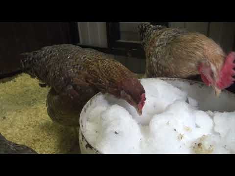 Видео: Куры Билефельдер и Доминант. Зимнее содержание в курятнике.