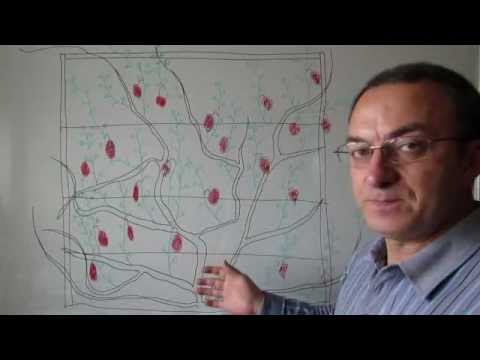 Видео: Обрезка старого куста винограда (1).