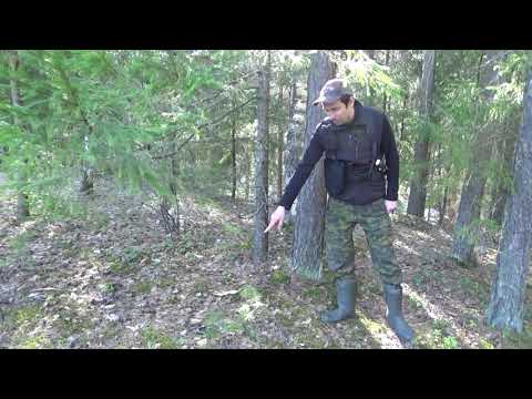 Видео: Уж обыкновенный или Natrix natrix