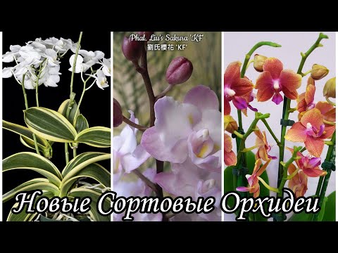 Видео: Новые Сортовые Орхидеи | Dtps. Bronze Buddha | Phal. Amabilis (variegata) | Dtps. Liu's Sakura 'KF
