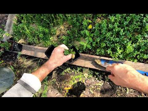 Видео: Размножение самшита черенкованием. (Розмноження самшиту живцюванням)