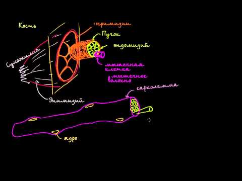 Видео: Строение мышечной клетки