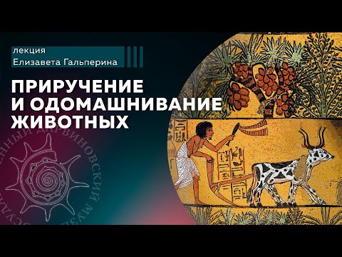 Видео: Приручение и одомашнивание животных
