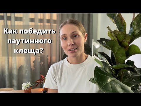 Видео: Как победить паутинного клеща? Пошаговая инструкция