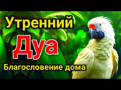 Видео: утренний дуа. дуа каждое утро