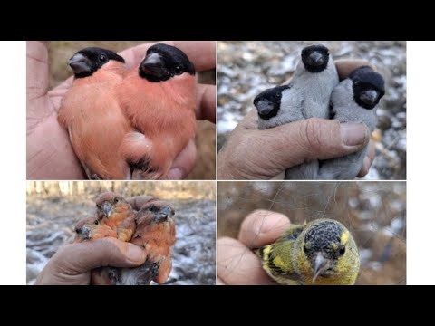 Видео: ОТКРЫТИЕ СЕЗОНА 25 - 26г. Серые и простые снегири, ел. Клесты, чижи👍🔥🔥 15.10.25.