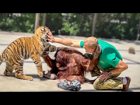 Видео: Дана-ломает деревья, тигр Персик-играет, слониха Джени-катает директора!