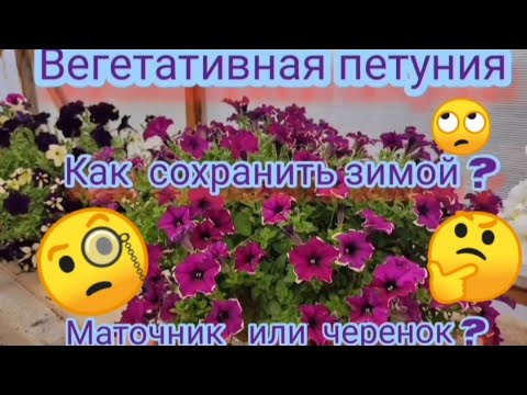 Видео: Вегетативная петуния. Как сохранить зимой в домашних условиях.