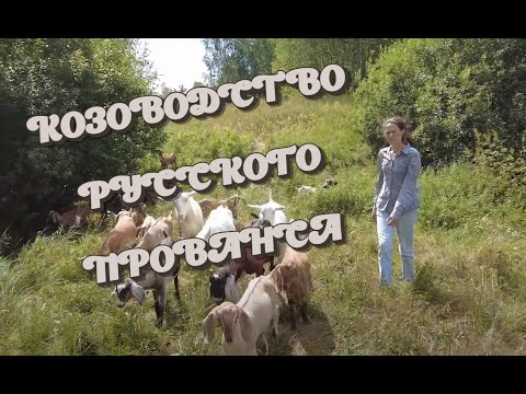 Видео: КОЗОВОДСТВО РУССКОГО "ПРОВАНСА". ПОЛНАЯ ВЕРСИЯ | ИНТЕРВЬЮ С КОЗОВОДОМ ЮЛИЕЙ