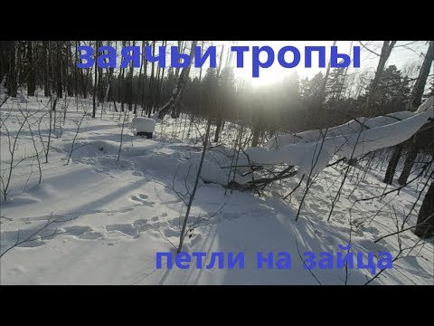 Видео: В ПОИСКАХ ЗАЯЧЬИ ТРОПЫ , СТАВИМ ПЕТЛИ НА ЗАЙЦА ЗИМА 2020