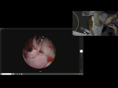 Видео: Риноскопия у кота