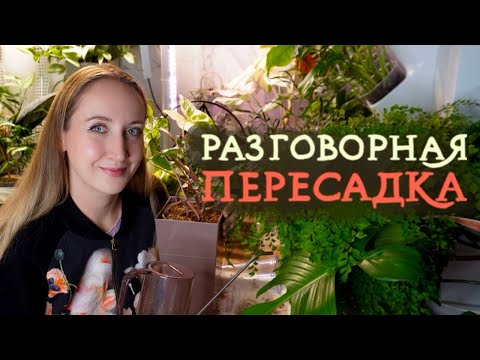 Видео: Разговорная ПЕРЕСАДКА | Занимаюсь растениями и болтаю