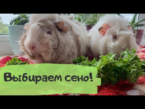 Видео: КАК ВЫБРАТЬ СЕНО ДЛЯ МОРСКОЙ СВИНКИ? Обзор сена от 4-х производителей