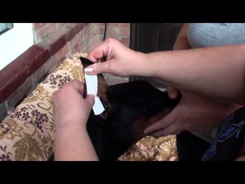 Видео: Постановка ушей добермана