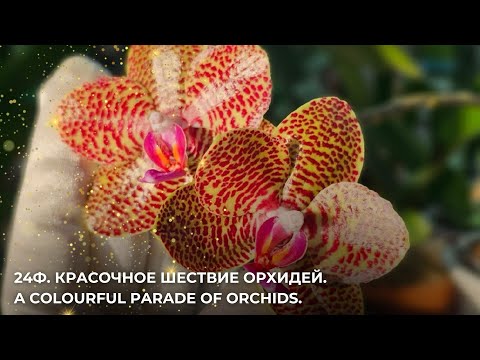 Видео: 24Ф. Красочное шествие орхидей. A colourful parade of orchids.