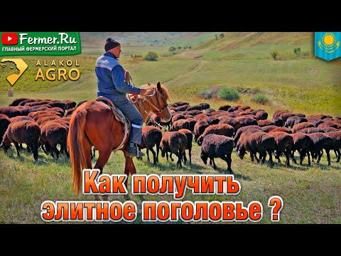 Видео: Итоги скрещивания эдильбая и казахской грубошёрстной. Результат на весах. Мощные овцы на пастбище
