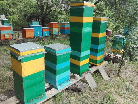 Видео: ОГРОМНАЯ СЕМЬЯ МЕДОВИК в Альпийском улье. Улья МФУ.