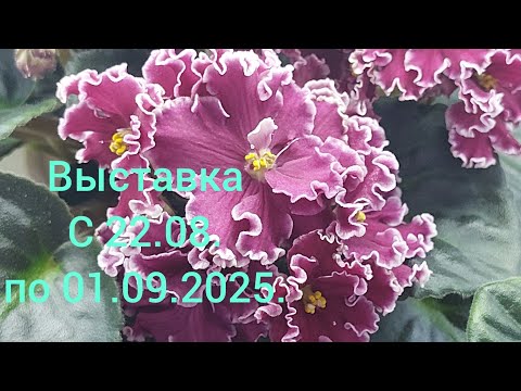 Видео: 27.08.2025./ОЧЕНЬ МНОГО НОВИНОК/Москва.Выставка фиалок(МФ) в Доме фиалок#фиалки#выставка#