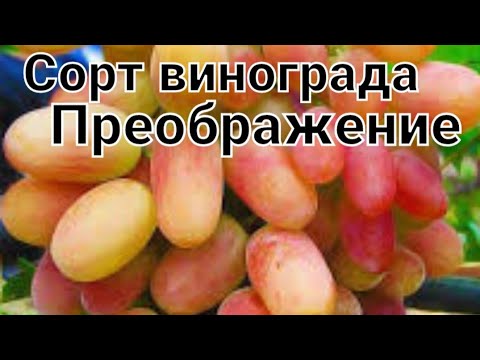 Видео: Обзор сорта винограда Преображение!