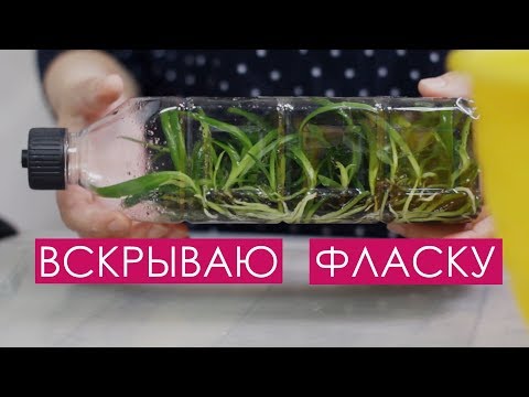 Видео: Как размыть фласку с орхидеями? Весь процесс от А до Я. Сеянцы каттлеи