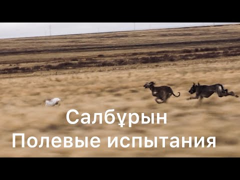 Видео: Салбұрын. Ақтөбе. Полевые испытания Тазы