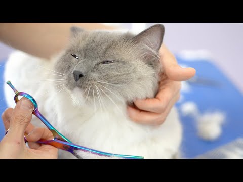 Видео: Как насчет этого милого кота, пока его чистят🐱❤️