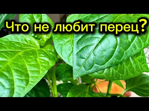 Видео: Что не любят перцы. 5 основных ошибок при выращивании перца.
