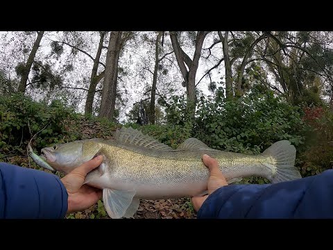 Видео: Лучший Воблер на Судака Crack Jack 78 SP-MR! Как ПРАВИЛЬНО делать им Проводку!!!