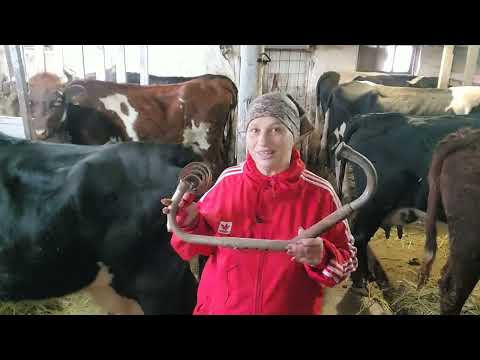 Видео: Отел первотелок Было непросто